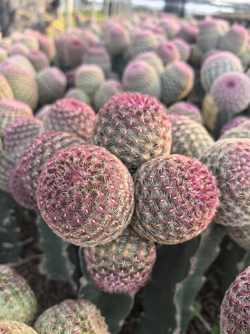 红太阳仙人球多肉植物室内开花防辐射盆栽，5头