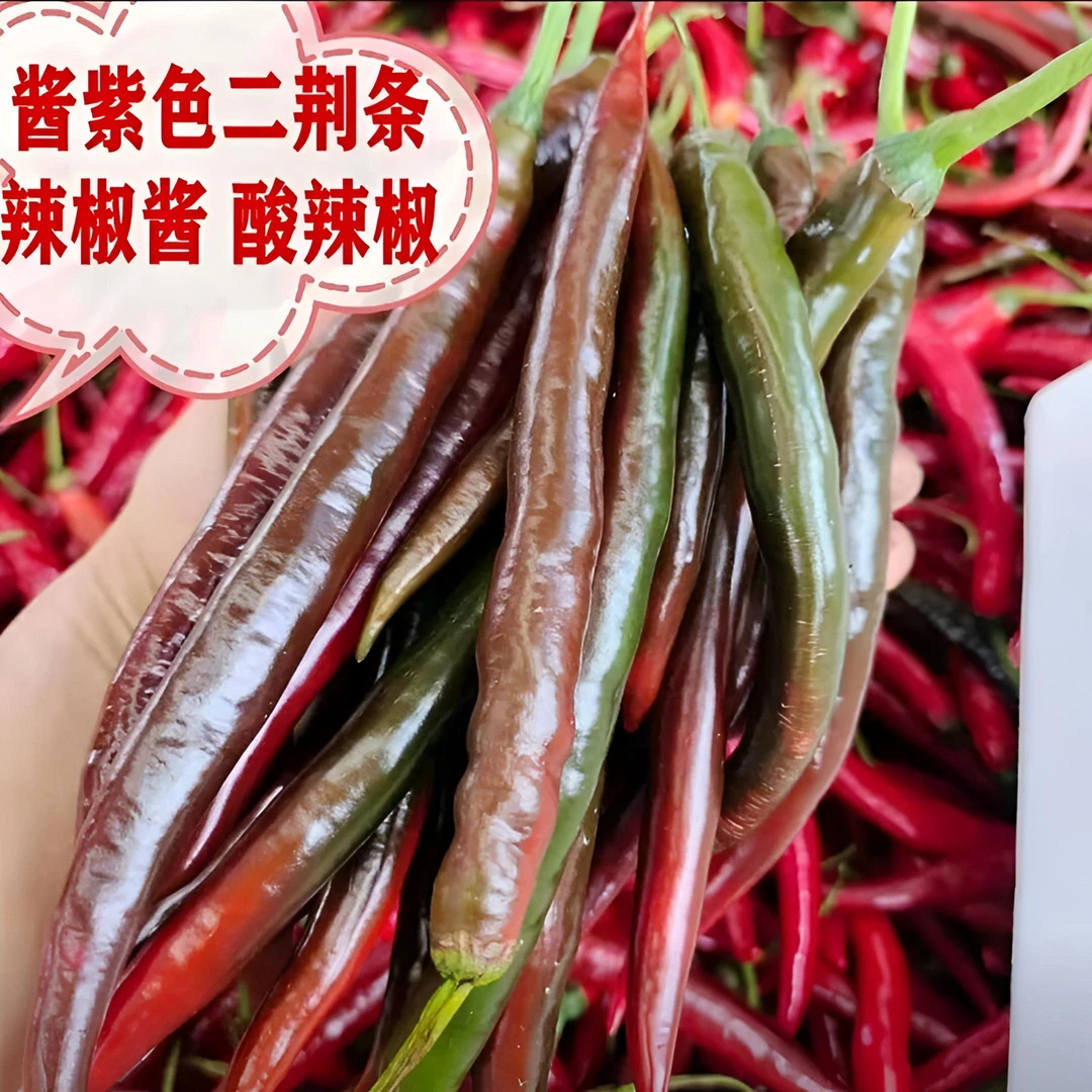 红辣椒紫红乌红红线二荆条泡辣椒专用农家土辣椒新鲜精选