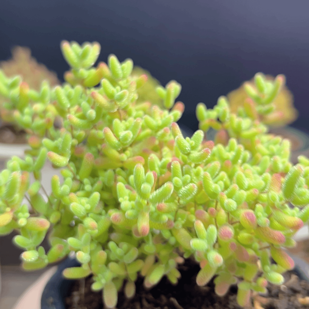 【闪购商品】c 169蜜橘糖球
