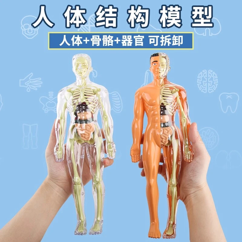 可拆卸拼装人体模型器官结构骨骼3d骨架内脏医学解剖早教儿童玩具