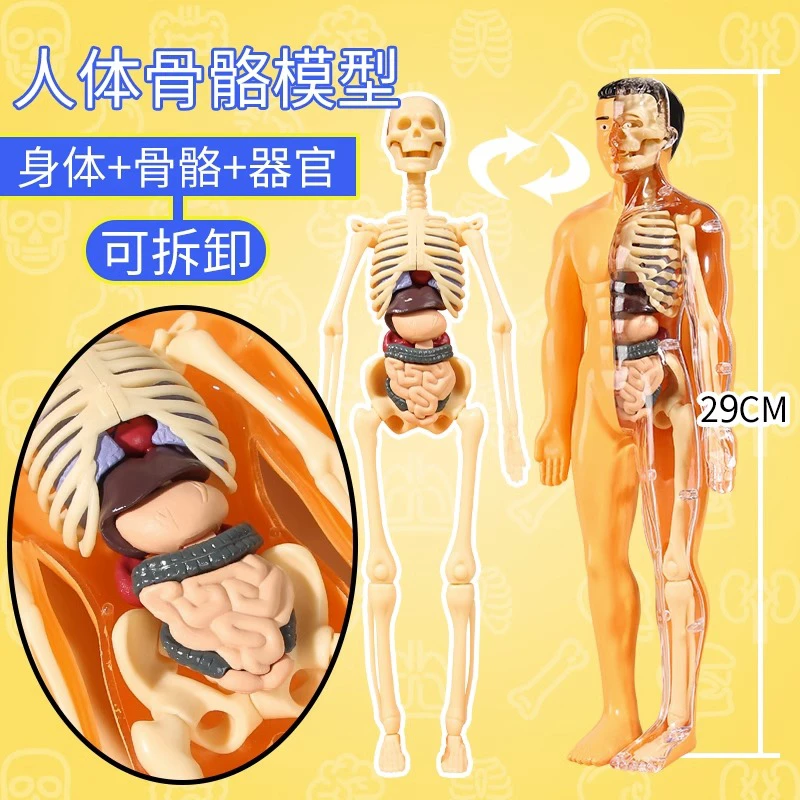 可拆卸拼装人体器官模型结构骨骼3d骨架内脏医学解剖早教儿童玩具