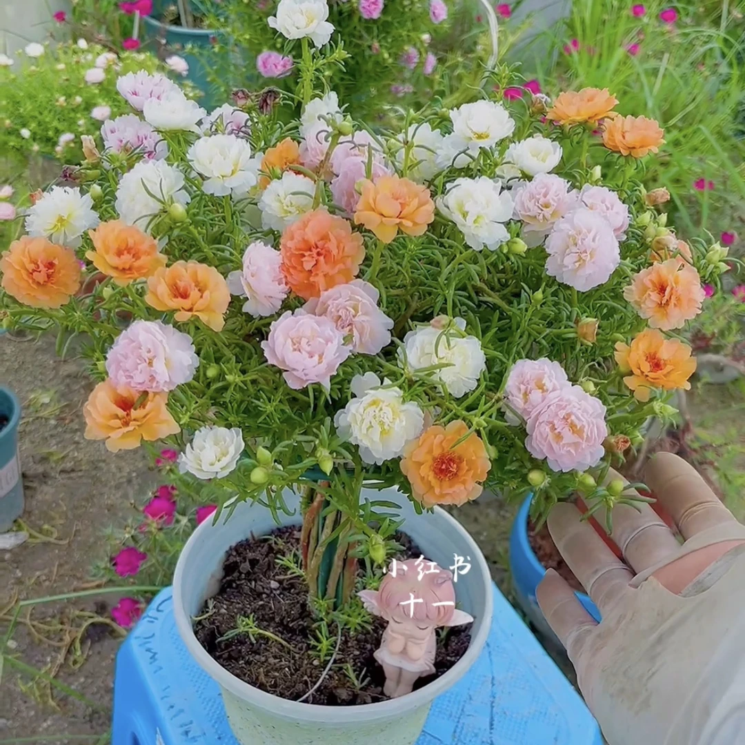 宿根太阳花多色棒棒糖带盆