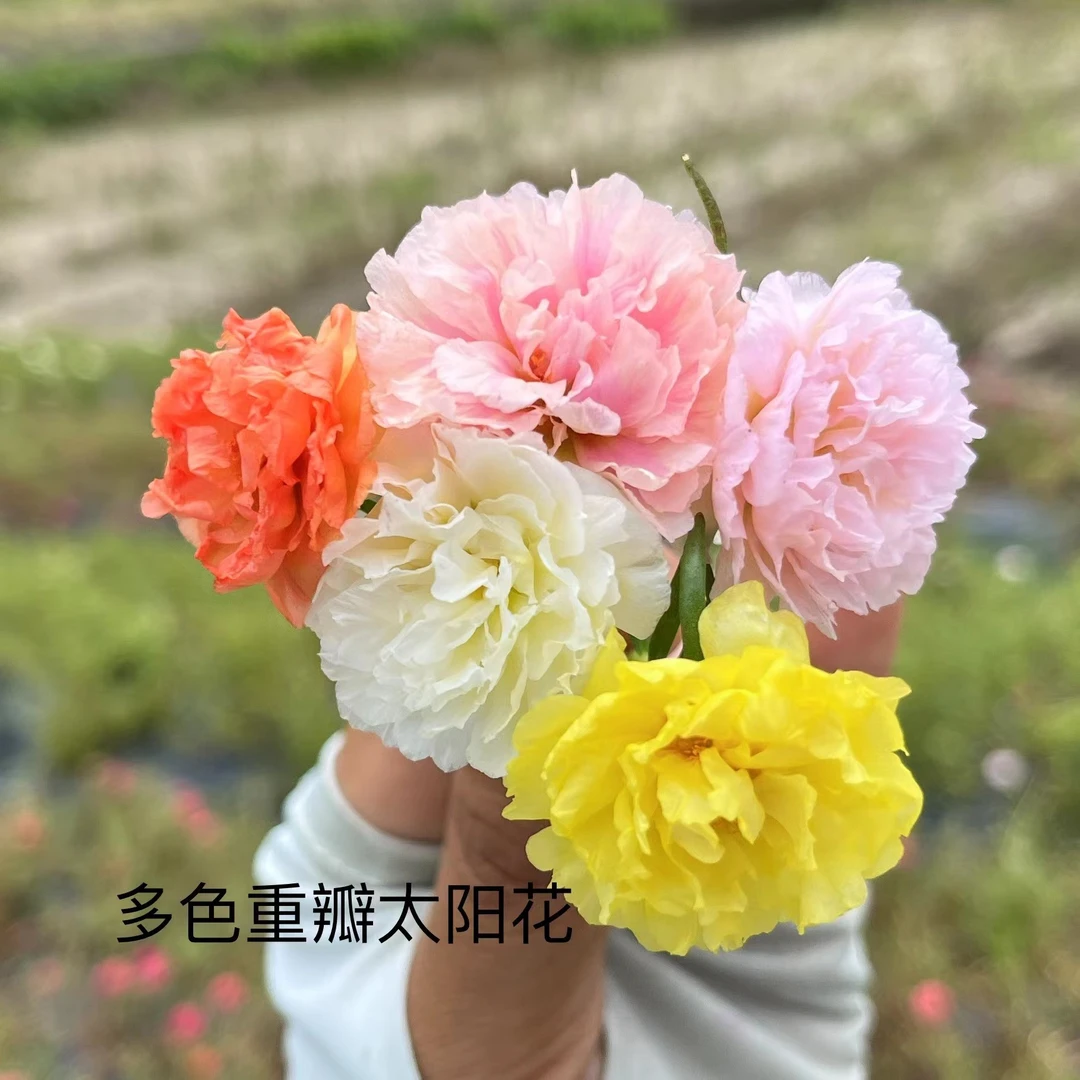 宿根重瓣太阳花多色无根枝条