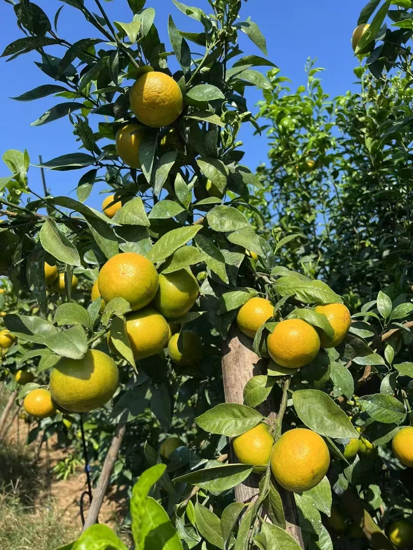 皇帝柑一箱