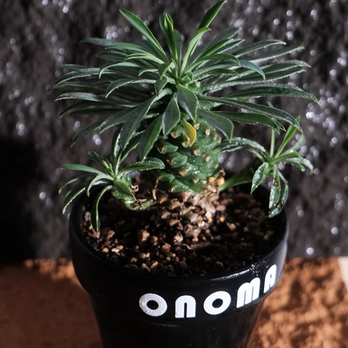 ONOMA | 铁甲麒麟 | 成品盆栽 | 家居摆件 | 潮流植物