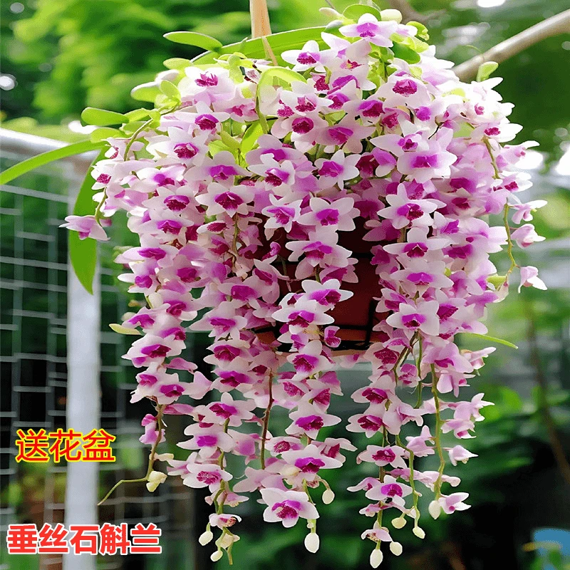 【垂丝石斛兰】浓香型花卉四季开花耐寒植物室内外家庭盆栽日常养护