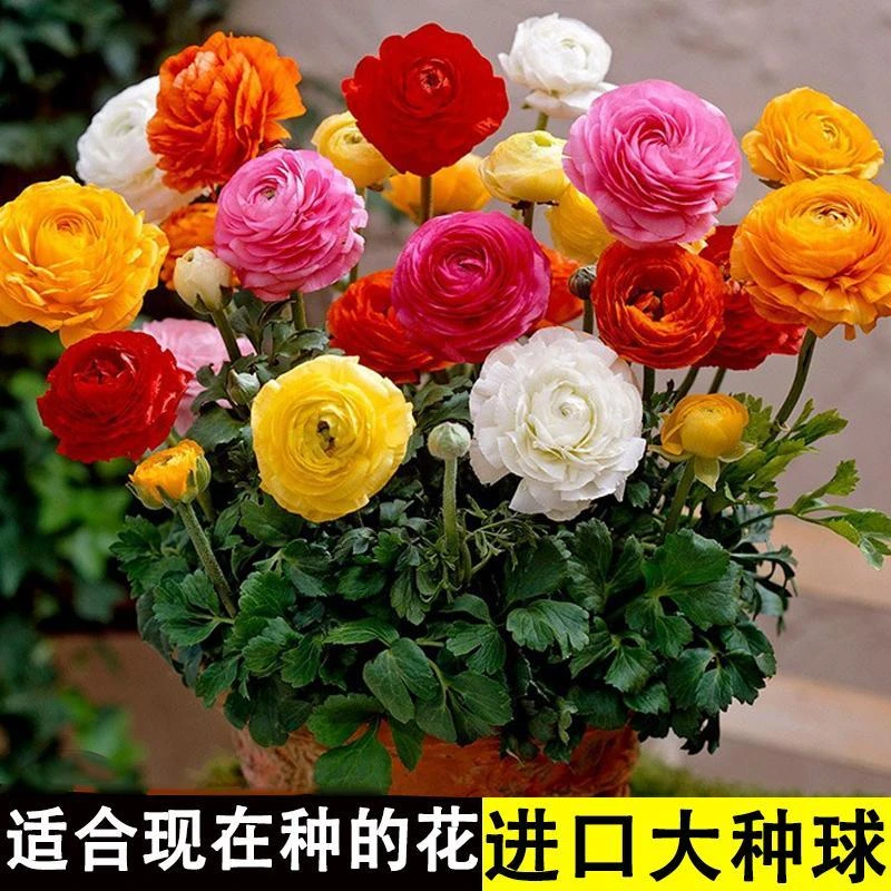 花毛茛种球洋牡丹盆栽重瓣带芽铃兰种球根室内外阳台四季开鲜花卉