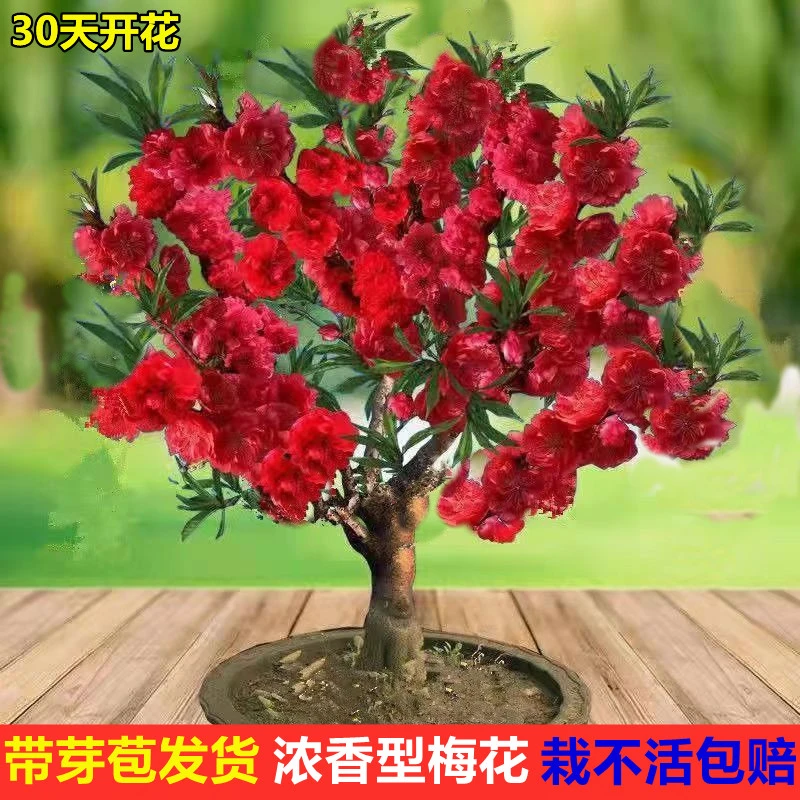 【带芽苞】腊梅梅花盆栽地栽老桩浓香型耐寒植物冬天开花庭院花卉