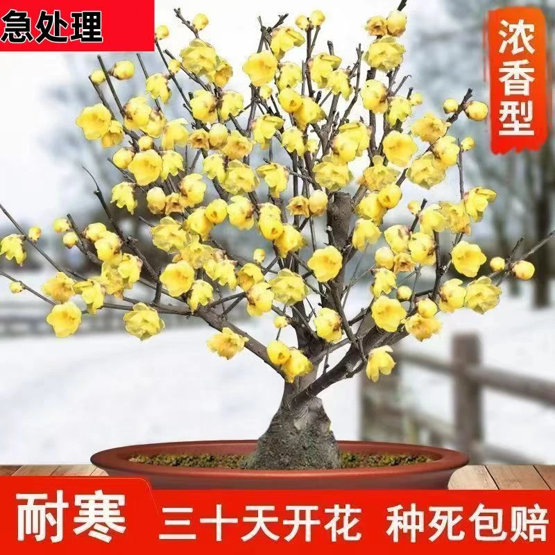 【带花苞发货】耐寒抗冻浓香型四季梅花盆栽老桩绿植红梅绿梅大花