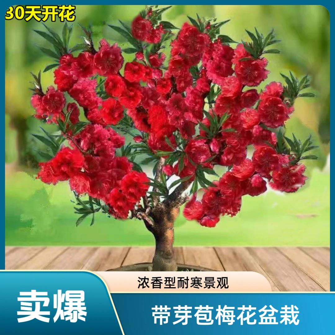 【带花苞】浓香型耐腊梅梅花盆栽地栽老桩耐寒植物冬天开花庭院花
