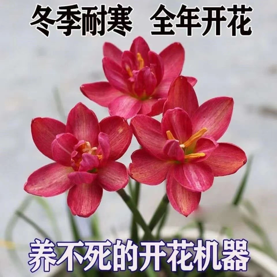 拉风重瓣风雨兰种球【1颗装】