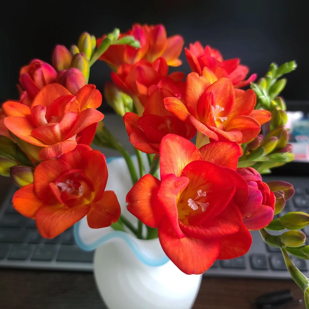 红色 超大球【5颗装香雪兰】耐寒好养发芽快