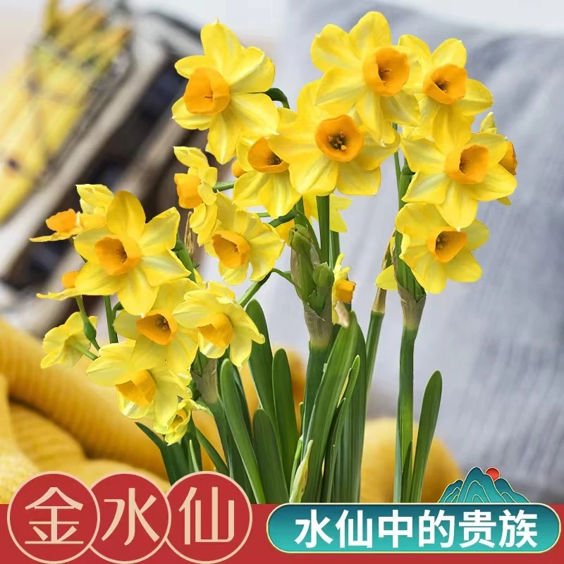 新人价正品 金水仙大球