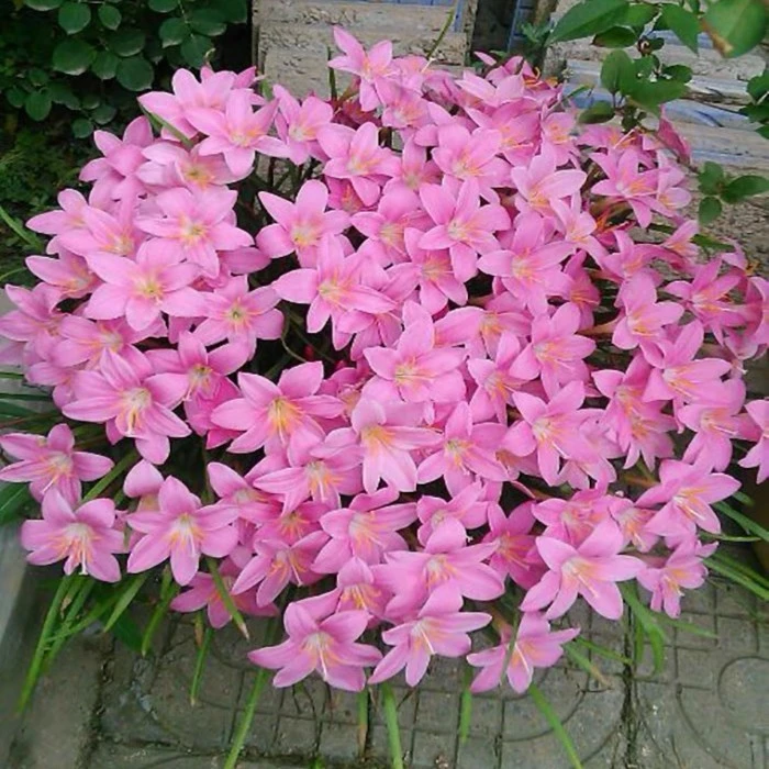新人亏本试种【小桃红】风雨兰种球爆花机器暴晒耐热