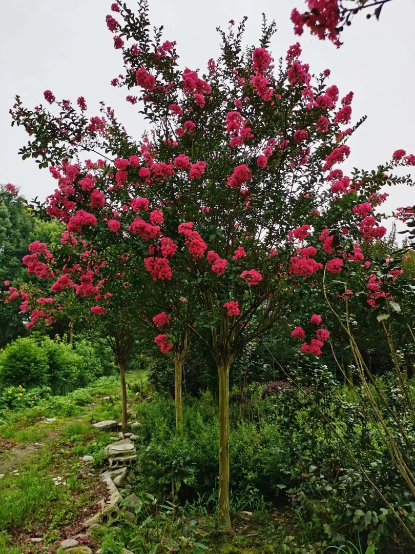 紫薇花夹竹桃树苗耐高温别墅庭院栽种养护现挖发货送货上门修剪