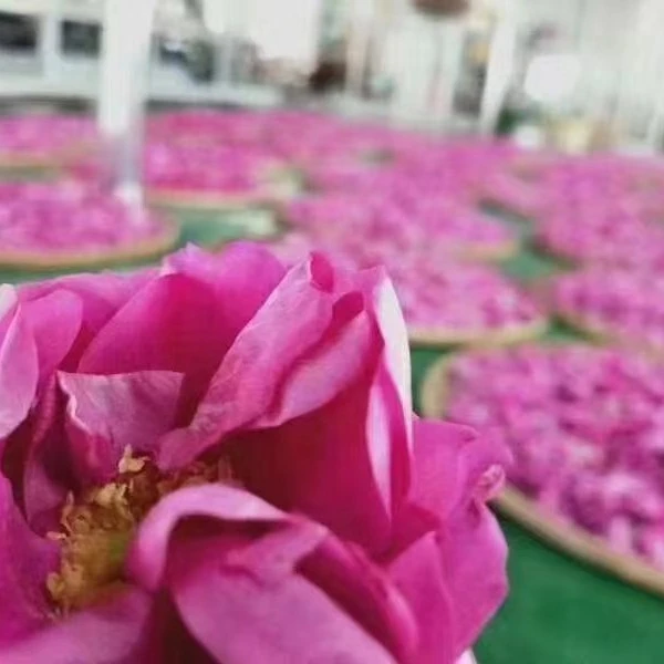 玫瑰花茶，花香满屋