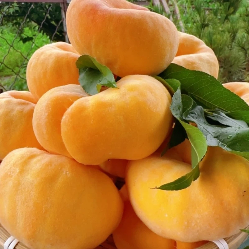 山东蒙阴蟠桃净重4斤应季毛桃蜜桃 沂蒙果园新鲜现摘先发香甜爆汁