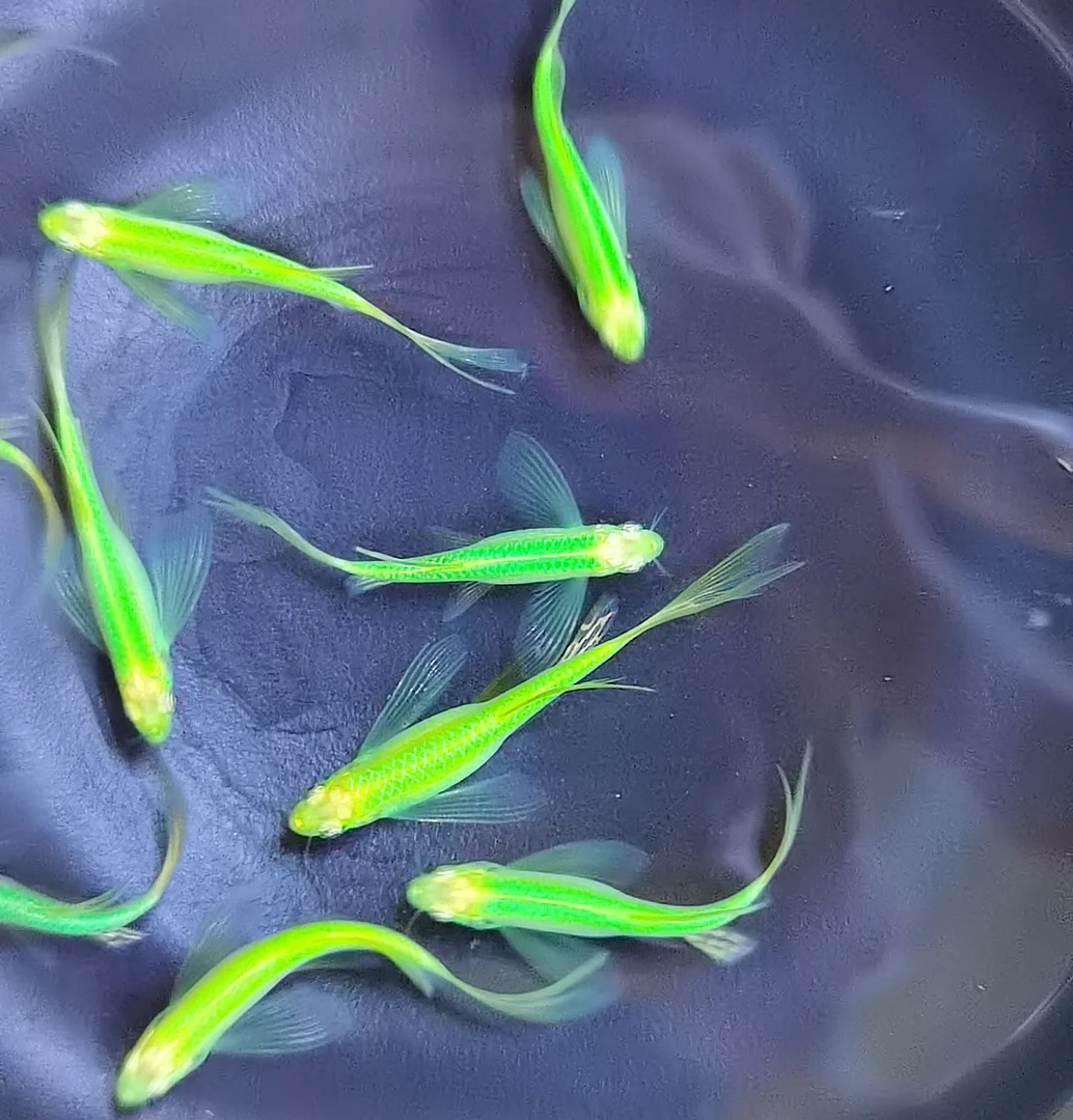 超萌好物$ 种鱼翡翠绿蝶翼斑马长鳍长尾小型热带淡水观赏鱼4-5cm