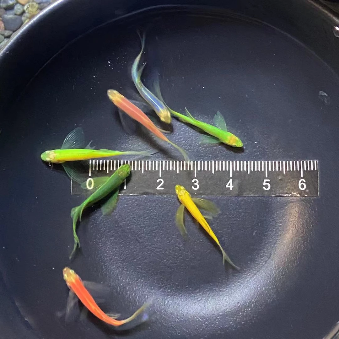 new 超萌好物【套餐】观赏鱼长鳍长尾蝶翼小型热带淡水活体物斑马鱼