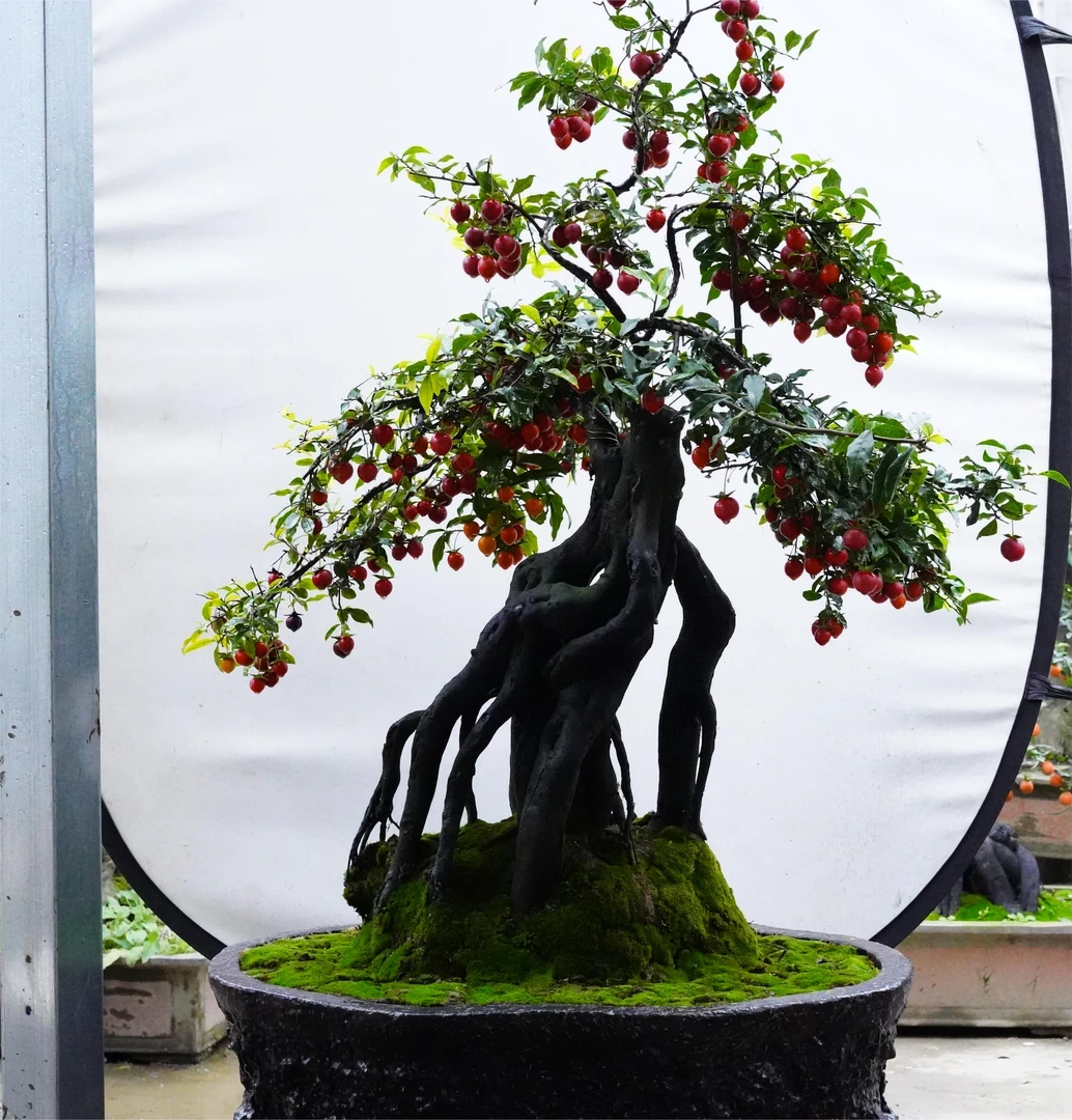 金弹子，血红果花生果葫芦果