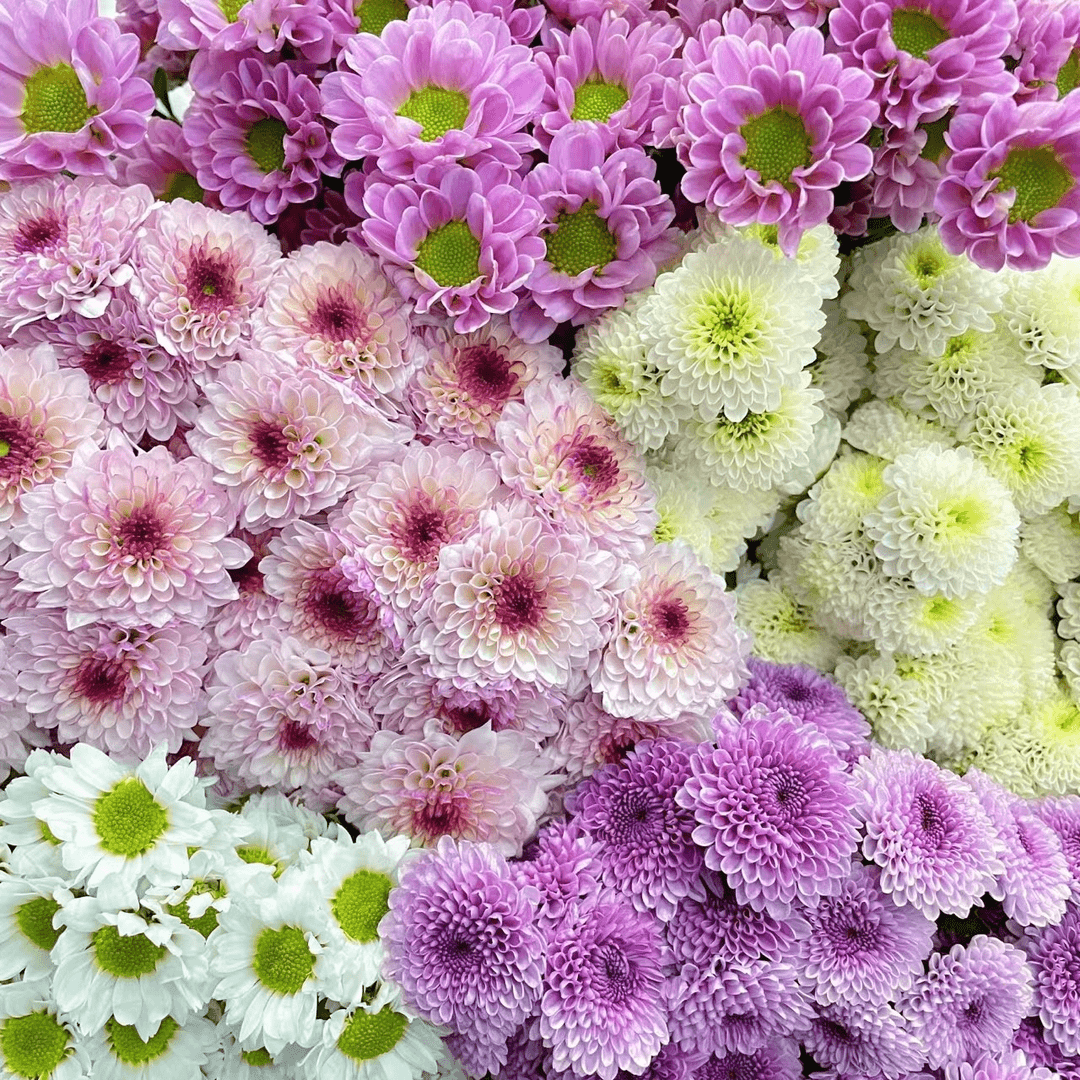 【不选色小雏菊】小雏菊 收到后需第一时间醒花 介意勿拍