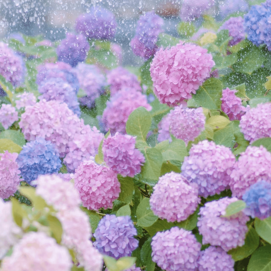 【绣球】鲜花 海风蓝绣球花 居家插花 云南基地直发