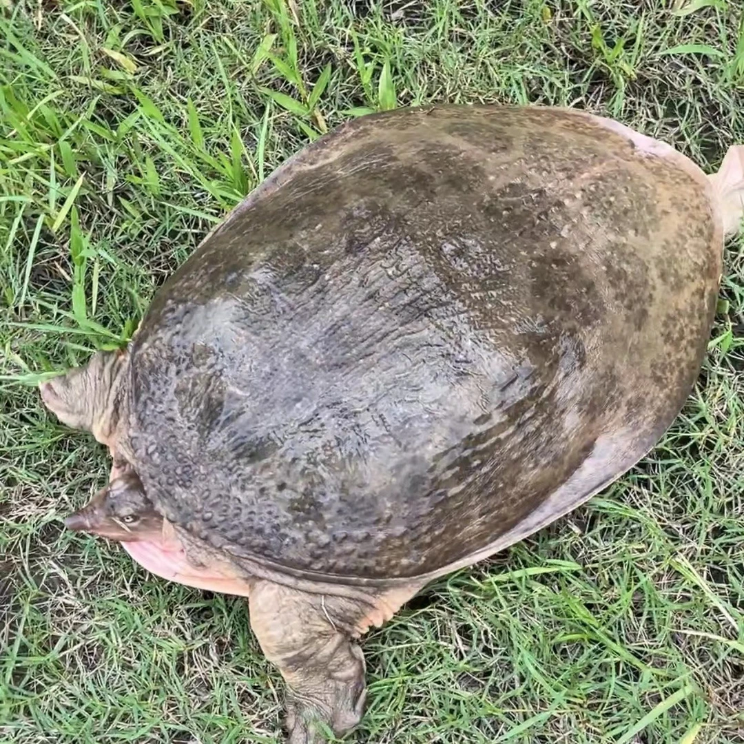 甲鱼 1.5-34斤 山坑原生态放养老甲鱼 生鲜活体顺丰发货 红烧老鳖