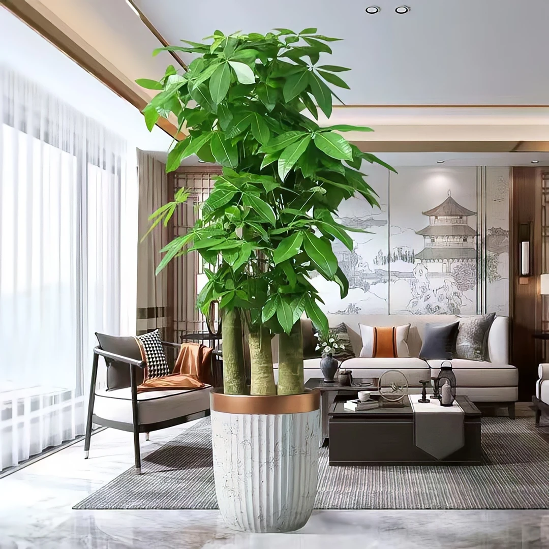 步步高发财树基地原盆种植客厅大型绿植乔迁办公室乔迁开业送礼