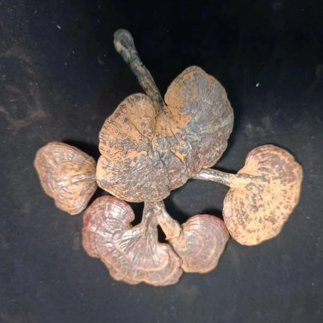 云南野生赤灵枝干货