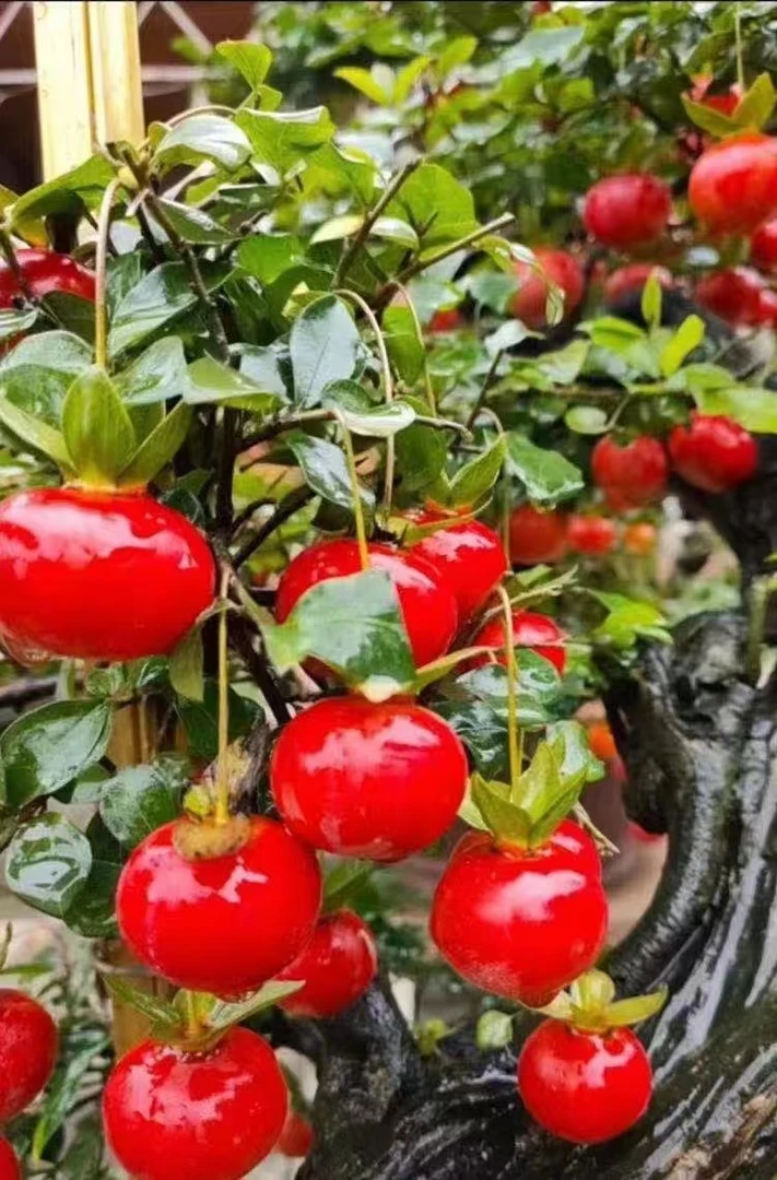 金弹子,一物一拍