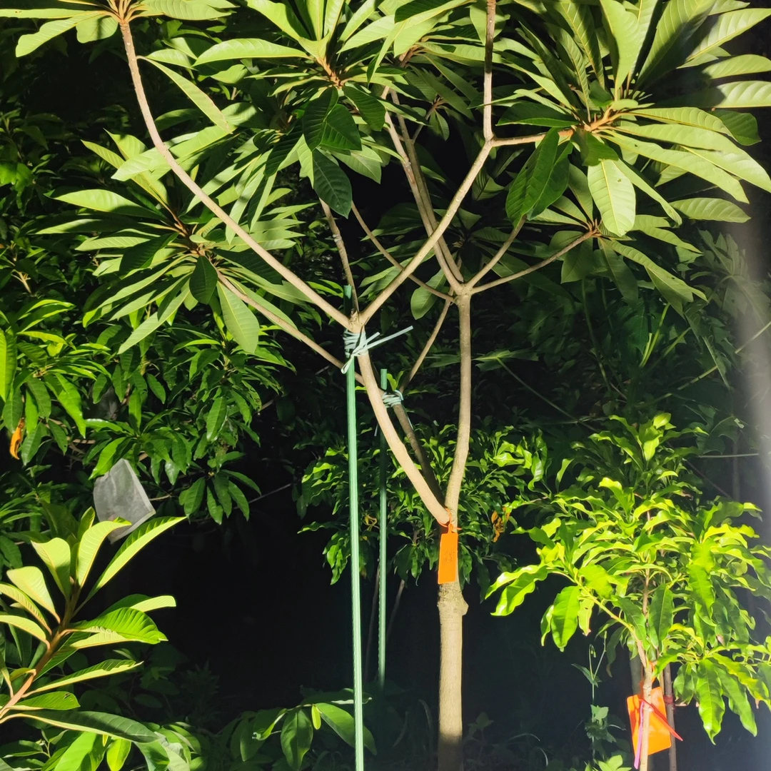 佩斯二代妈咪果靠接苗