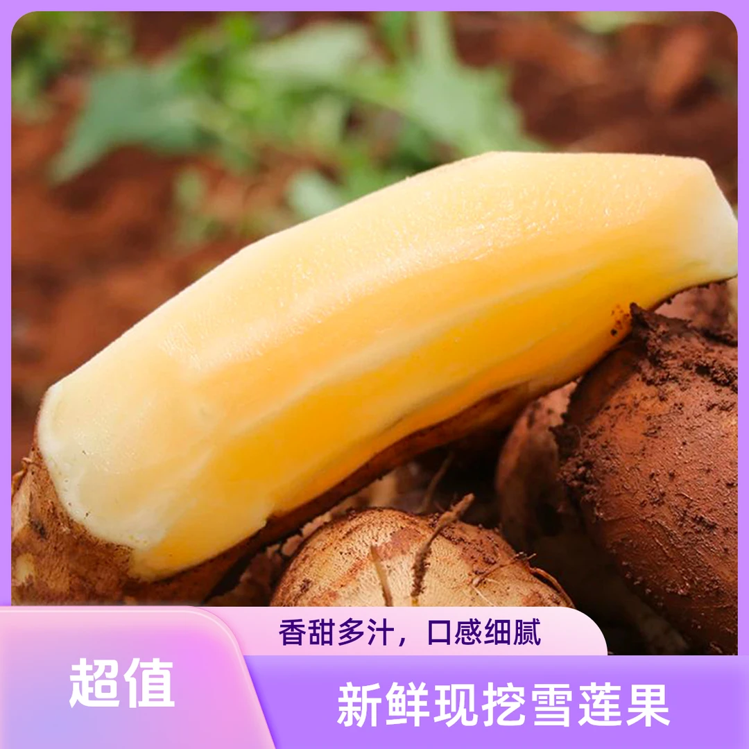 云南优质高山雪莲果产地现挖脆甜多汁白黄心新鲜水果自家果园种植