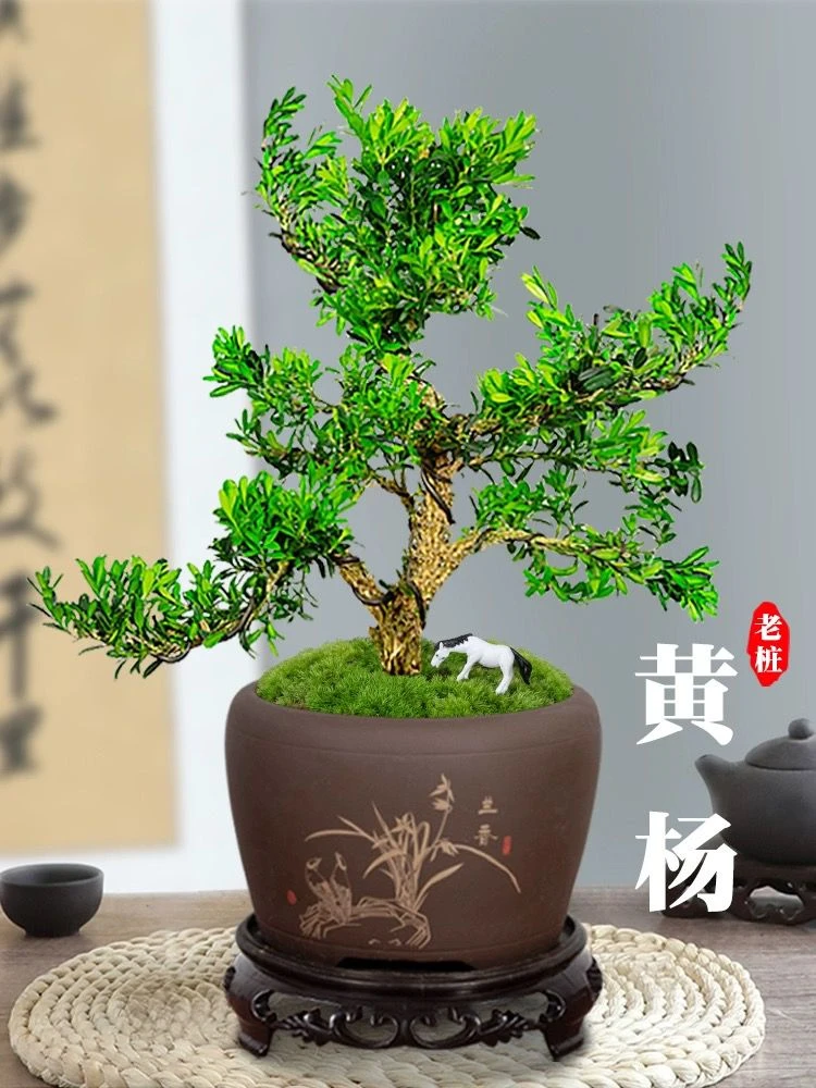 黄杨老桩正宗广东雀舌黄杨软枝造型树苗精选精品根系小苗一物一拍