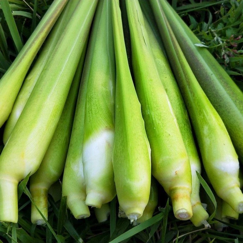 新鲜茭白湖北天门特产农家自种高笋新鲜当季蔬菜现摘茭笋4斤装