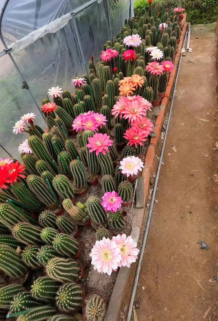 表妹园艺（大毛花柱实生高度30左右）多花色仙人球满18包邮随机发货