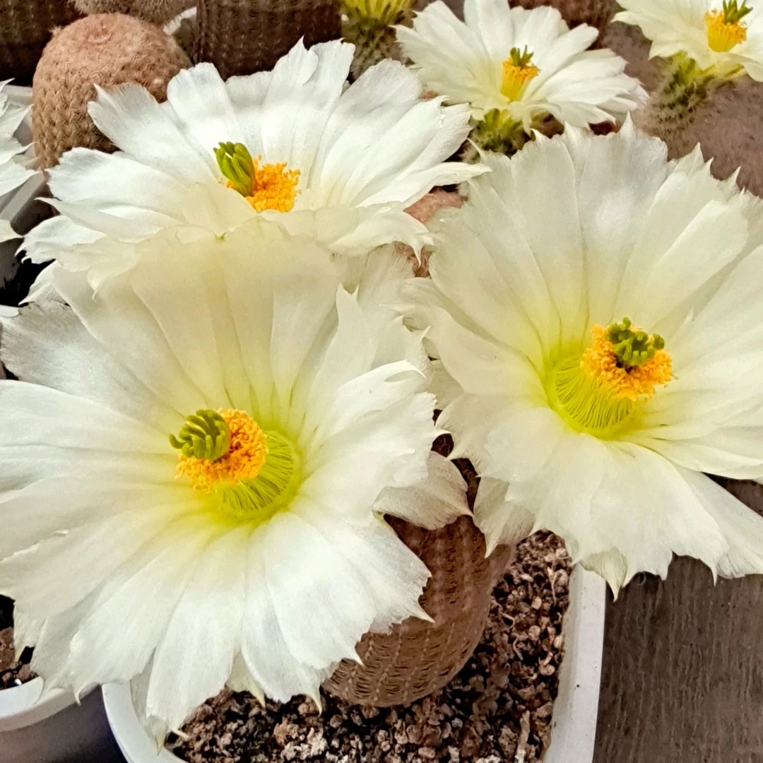 表妹园艺（白花太阳）多花色仙人球满18包邮随机发