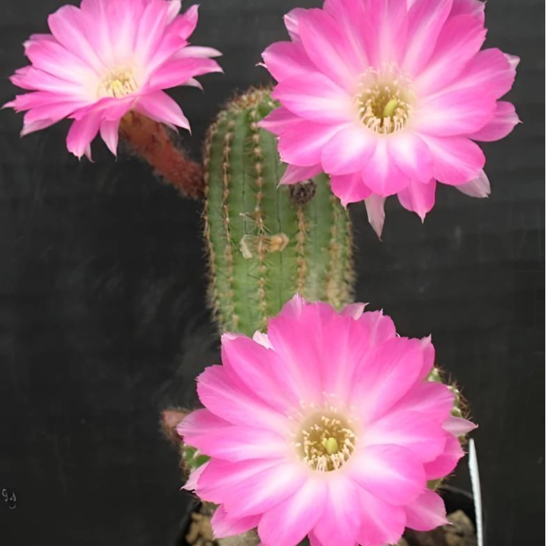 表妹园艺（珍妮夫人）多花色仙人球满18包邮随机发