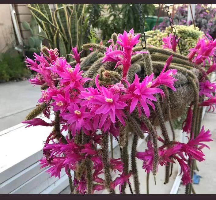 表妹园艺（嫁接鼠尾）多花色仙人球满18包邮随机发