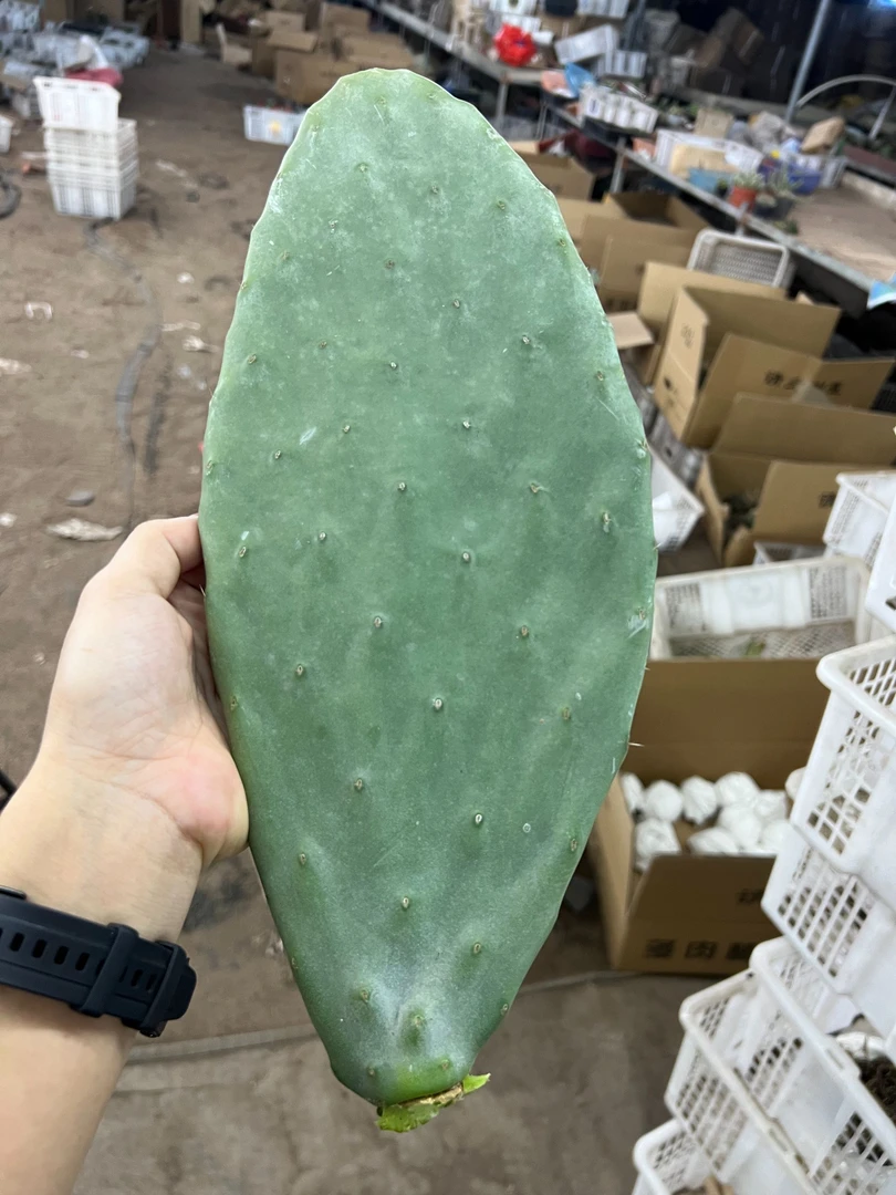 表妹园艺（米邦塔）多花色仙人球满18包邮随机发货