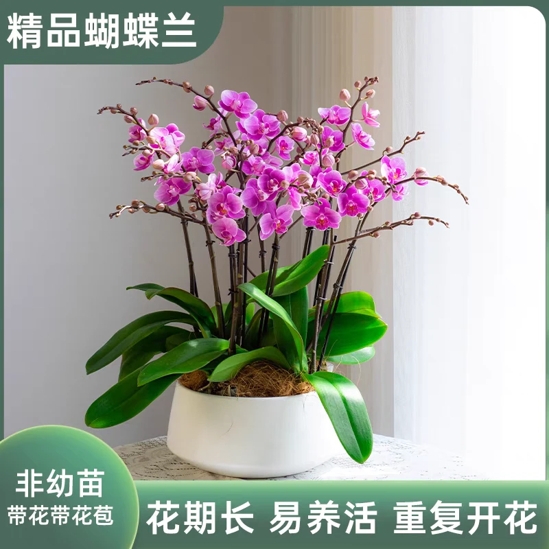 【粉可爱】粉紫色中花室内花卉绿植