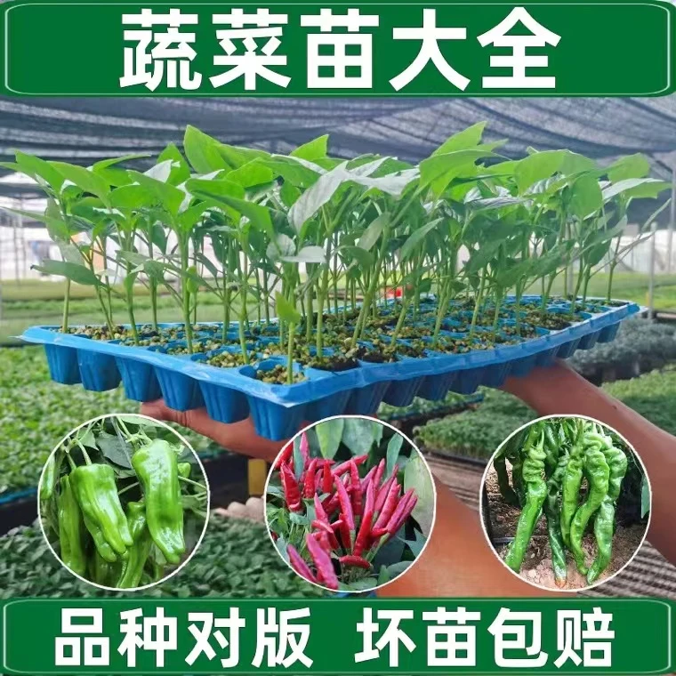 蔬菜苗秧苗多种阳台庭院辣椒苗番茄苗茄子苗圣女果韭菜根玉米小苗