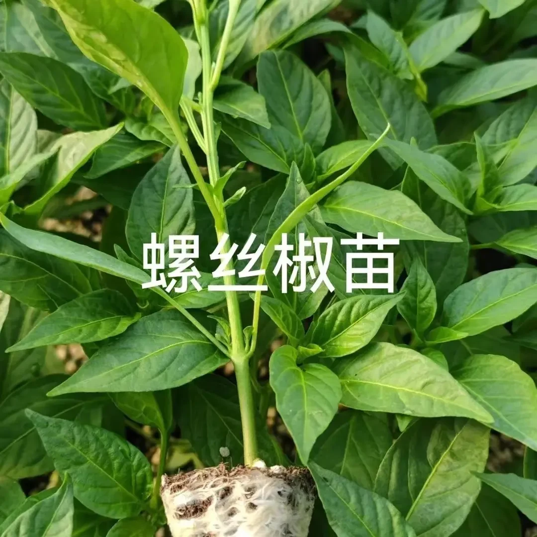 螺丝椒黄瓜蔬菜苗辣椒苗大果螺丝椒种苗四季辣椒苗螺丝螺丝椒包邮
