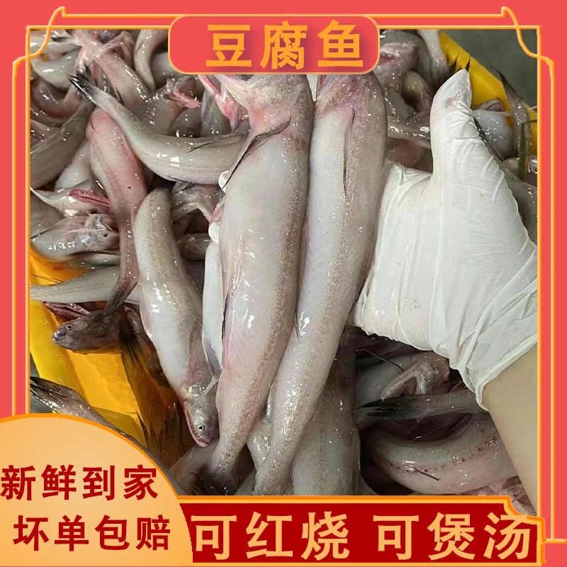 【冰鲜】豆腐鱼 2斤/水潺 /杭州1-2小时海鲜送到家/同城