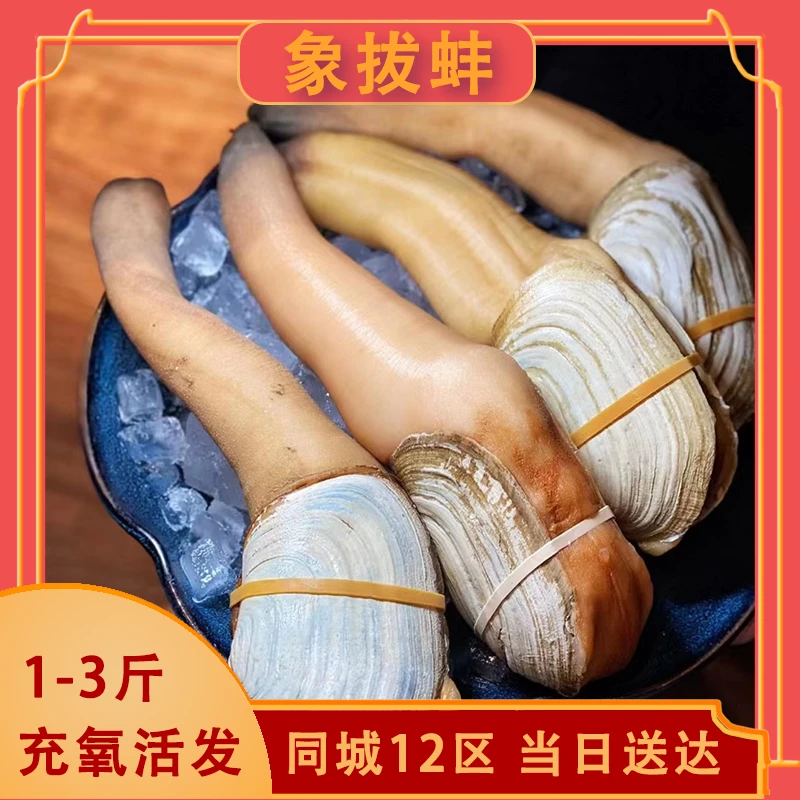 【鲜活】象拔蚌/刺身/杭州1-2小时海鲜送到家/默认切片（活发请备注）
