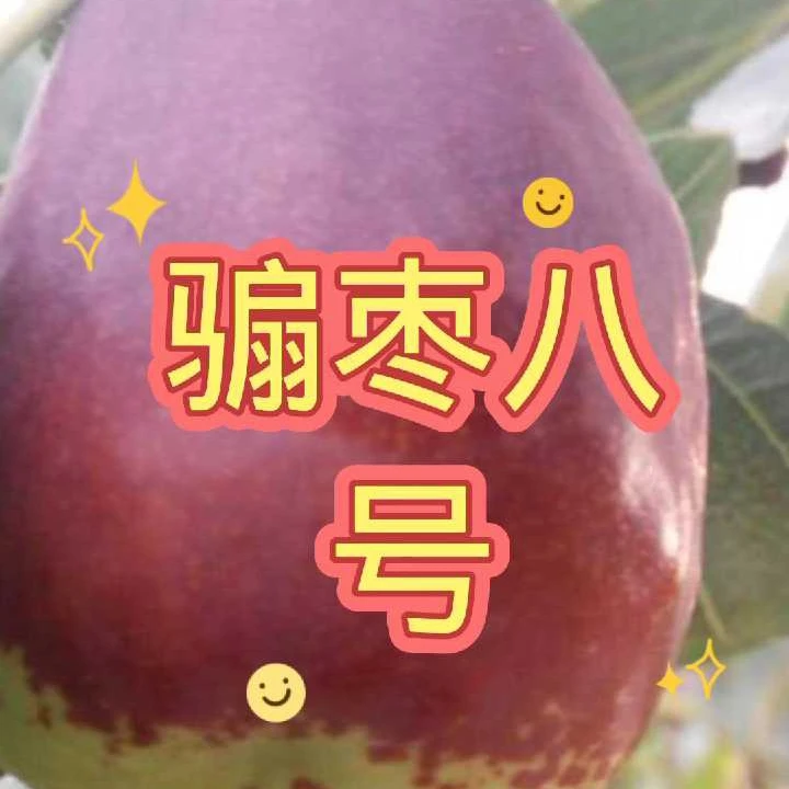 千万氏骟枣八号盆栽地栽庭院种植盆栽枣树枣树买1棵送1棵小苗