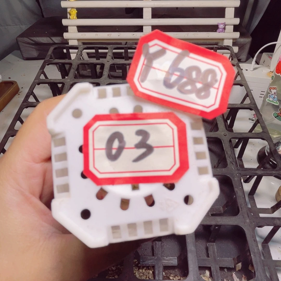 Y688 一物一拍 玩家珍妮