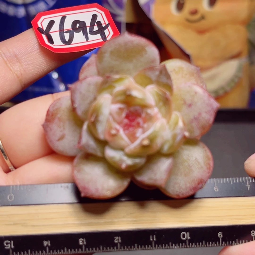 Y694 一物一拍 M盒