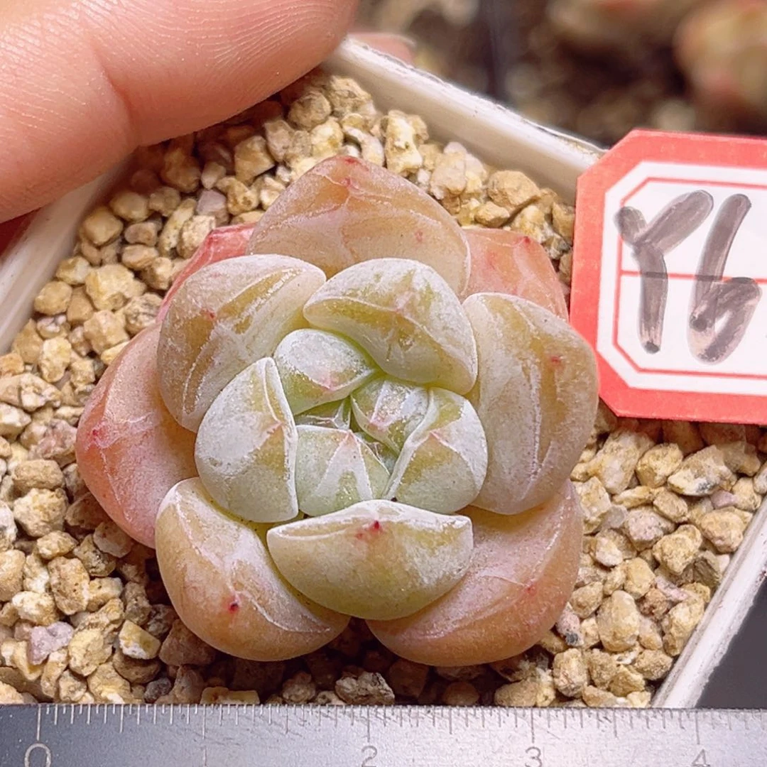 Y650一物一拍 杂交