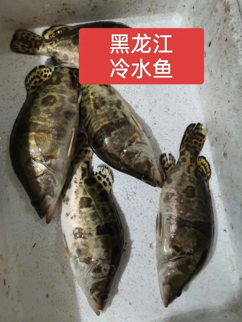 虎林市乌苏里江冷水鳌花链接可以改动