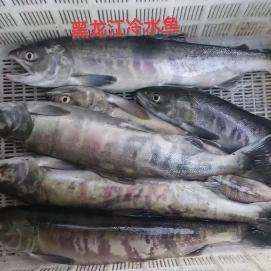 黑龙江冷水鱼乌苏里江源头大马哈